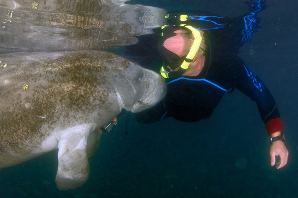 florida manatee best places to see and swim with manatees.
