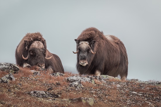 A view of Musk Oxen in the mountains of Dovrefjell, Norway