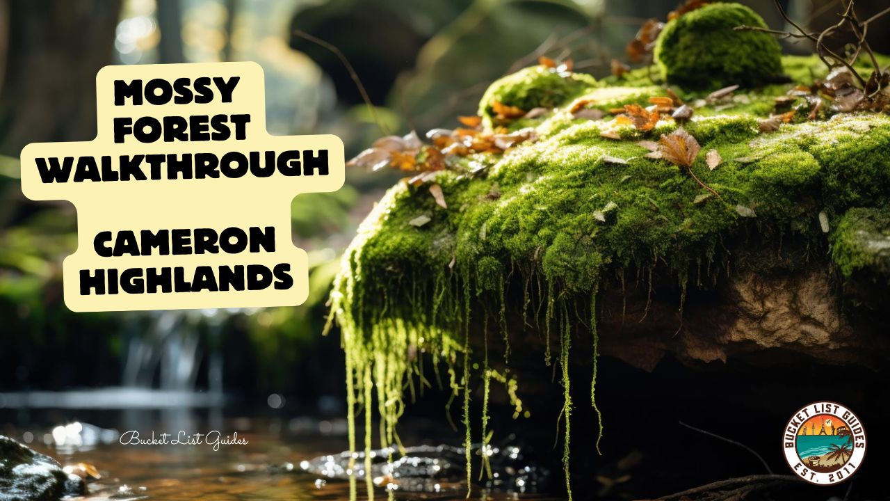 Mystical Mossy Forest A Complete Guide to Malaysia’s Cloud Forest